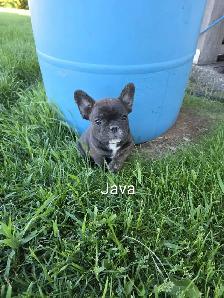 Beautiful Frenchton Puppies! - Photo 4