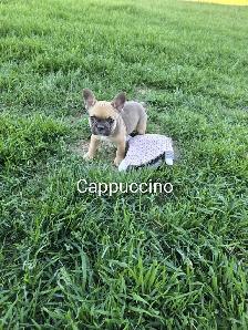 Beautiful Frenchton Puppies! - Photo 5