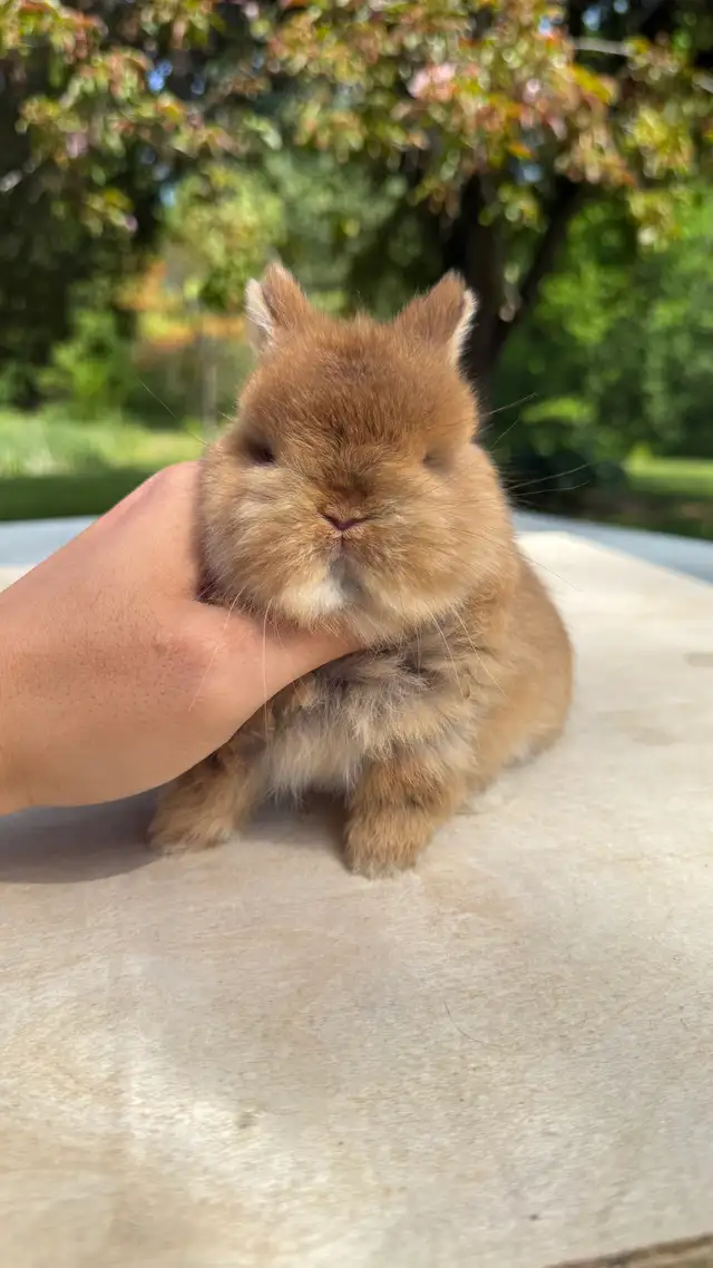 Netherland dwarf baby boys