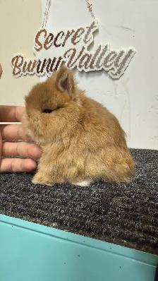 Netherland dwarf baby boys - Photo 2