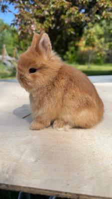 Netherland dwarf baby boys - Photo 3