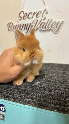 Netherland dwarf baby boys - Photo 4