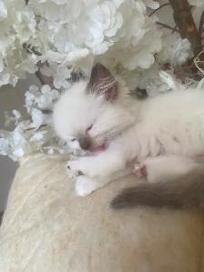 GORGEOUS BABY BICOLOR WHITE-MITTED RAGDOLLS!! - Photo 9