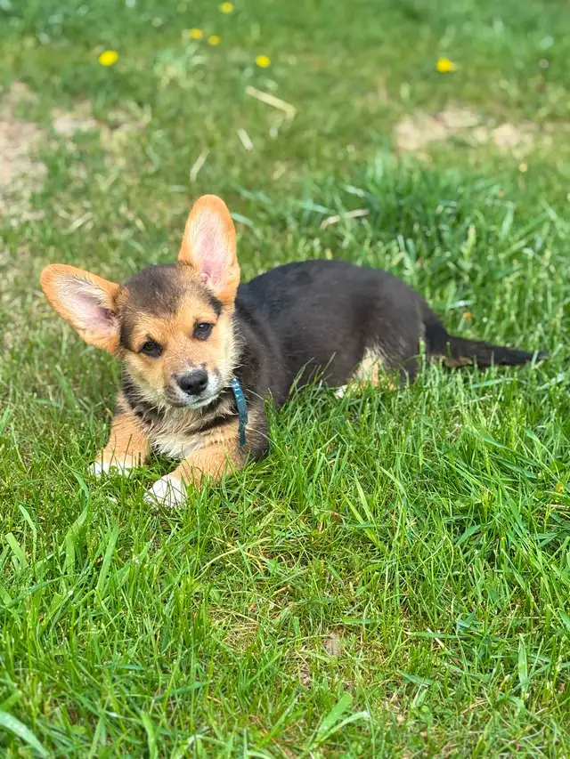 CKC registered Pembroke Welsh Corgi puppies