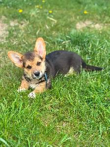 CKC registered Pembroke Welsh Corgi puppies