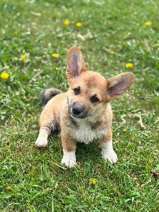 CKC registered Pembroke Welsh Corgi puppies - Photo 2