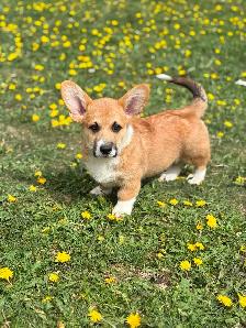 CKC registered Pembroke Welsh Corgi puppies - Photo 3