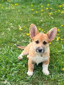 CKC registered Pembroke Welsh Corgi puppies - Photo 4