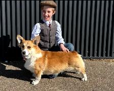 CKC registered Pembroke Welsh Corgi puppies - Photo 5
