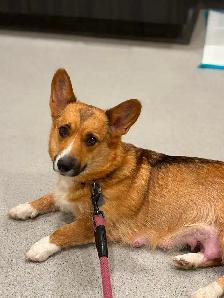 CKC registered Pembroke Welsh Corgi puppies - Photo 6