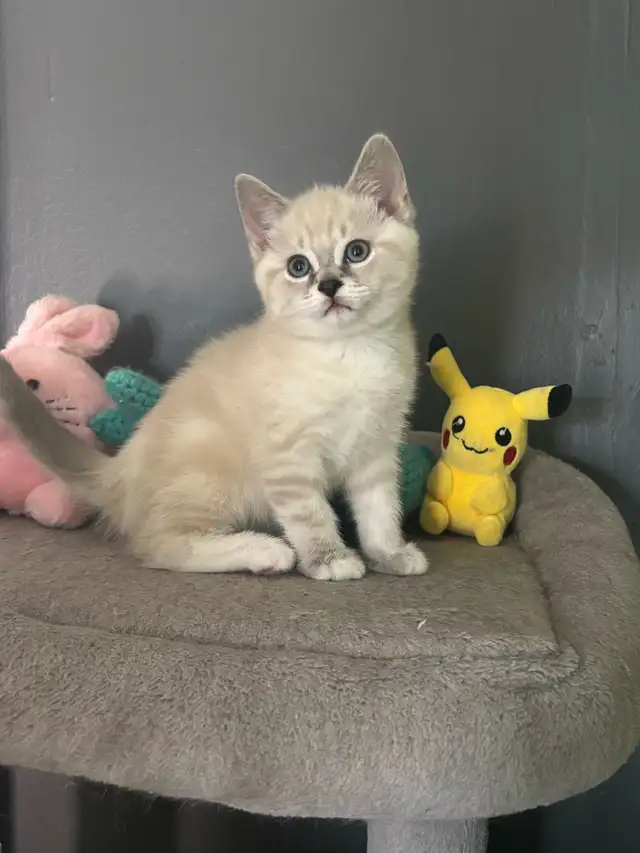 Chatons Ragdoll X Snowshoe à vendre