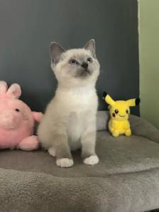 Chatons Ragdoll X Snowshoe à vendre - Photo 3