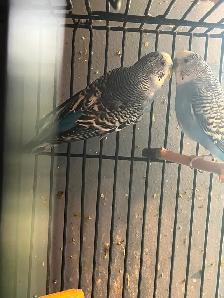 Budgies and cage