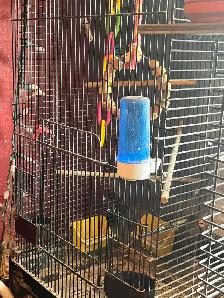 Budgies and cage - Photo 2