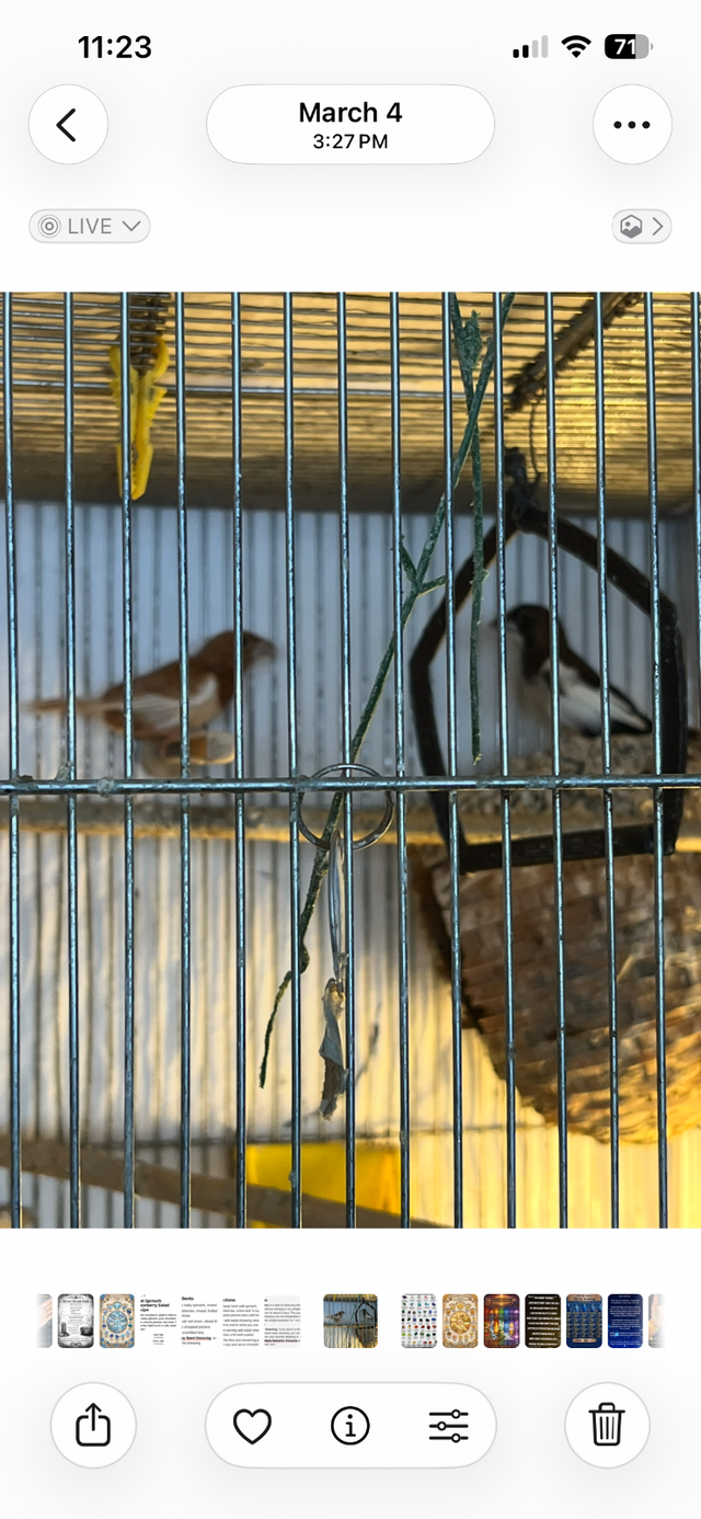 Society finches and cage