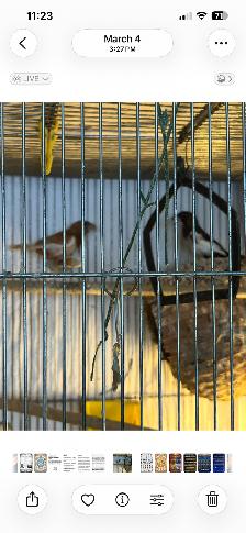 Society finches and cage