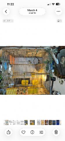 Society finches and cage - Photo 2
