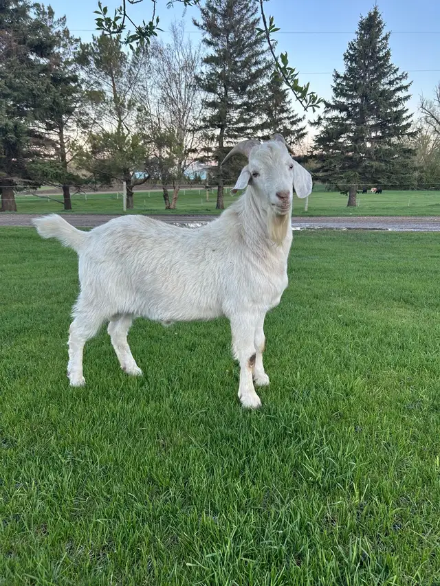 Intact 1 Yr Old Male Saanen Goat