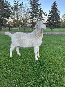 Intact 1 Yr Old Male Saanen Goat