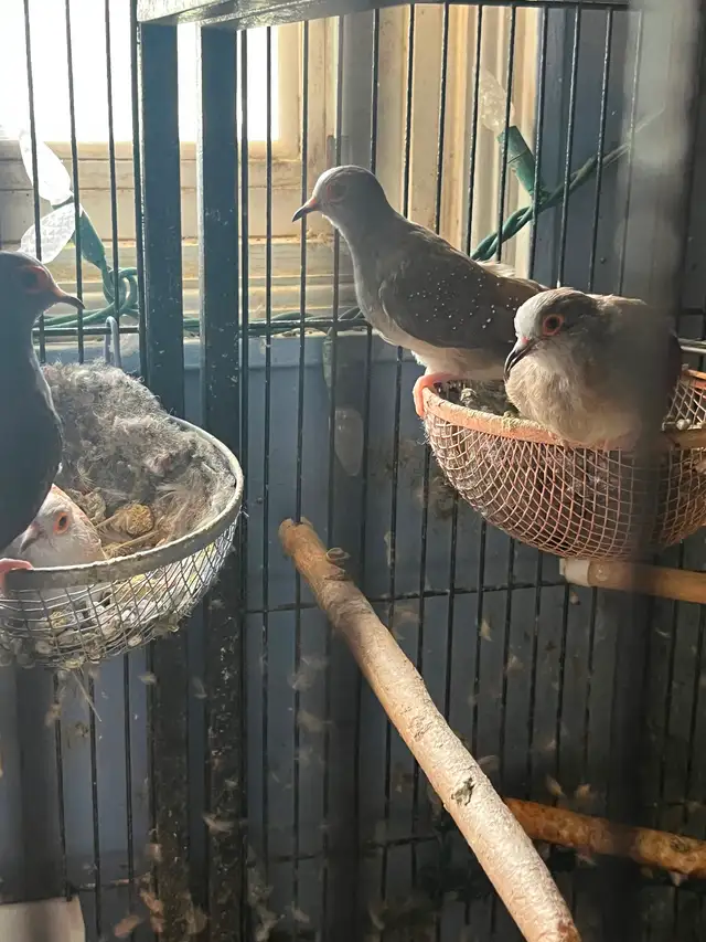 Diamond doves and cages