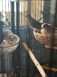 Diamond doves and cages