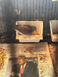 Diamond doves and cages - Photo 2
