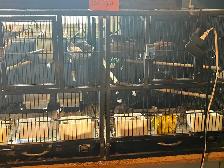 Diamond doves and cages - Photo 3