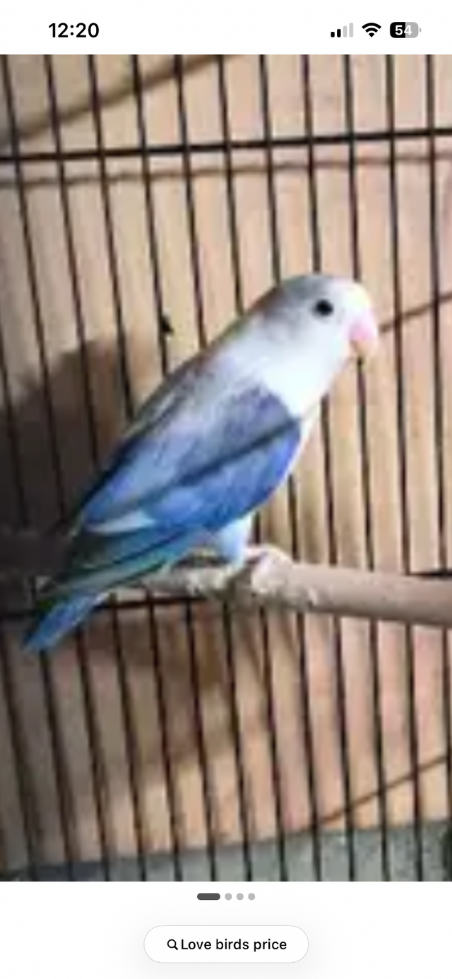 4 love birds and cage