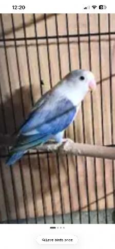 4 love birds and cage