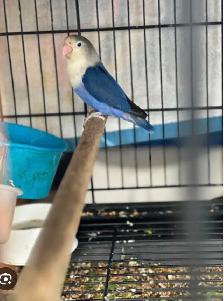 4 love birds and cage - Photo 2