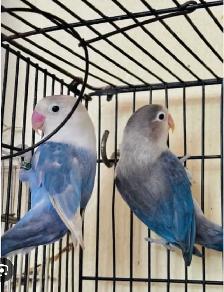 4 love birds and cage - Photo 3