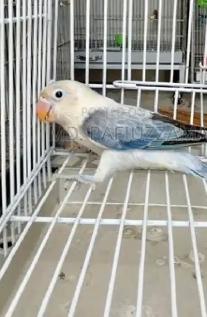 4 love birds and cage - Photo 4