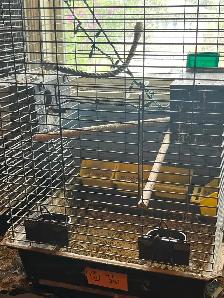 4 love birds and cage - Photo 5