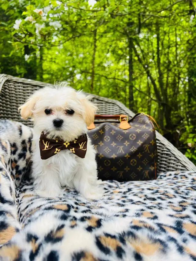 Maltipoo