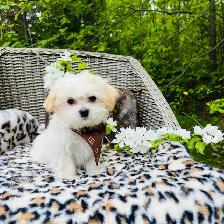 Maltipoo - Photo 2