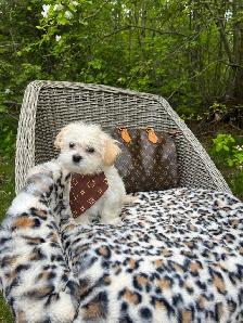 Maltipoo - Photo 3