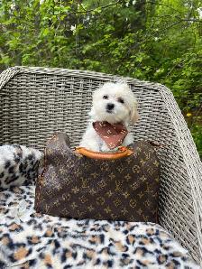 Maltipoo - Photo 4
