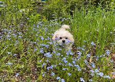Maltipoo - Photo 5