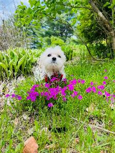 Maltipoo - Photo 6