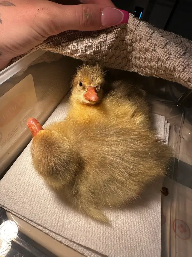 ducklings and chicks