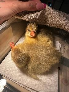 ducklings and chicks