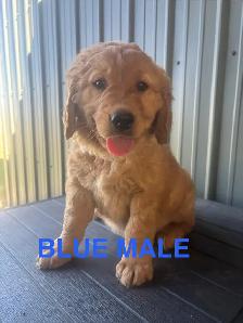 Golden retriever
