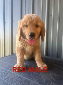 Golden retriever - Photo 2