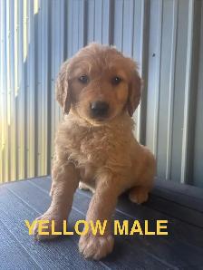 Golden retriever - Photo 3