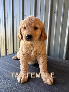 Golden retriever - Photo 4