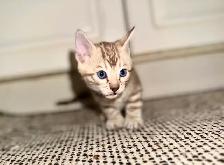 Gorgeous Snow Lynx Bengal Kittens Available - Photo 4