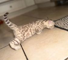 Gorgeous Snow Lynx Bengal Kittens Available - Photo 6