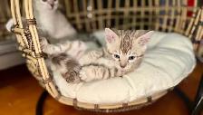 Gorgeous Snow Lynx Bengal Kittens Available - Photo 7