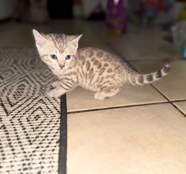 Beautiful Purebred Snow Lynx Bengal