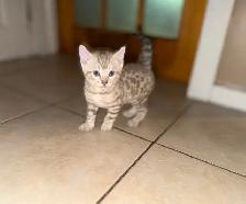 Beautiful Purebred Snow Lynx Bengal - Photo 8